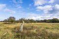 The varied dune area of Ã¢â¬â¹Ã¢â¬â¹the Amsterdamse Waterleidingduinen with trees in the background and a dead tree stump in the